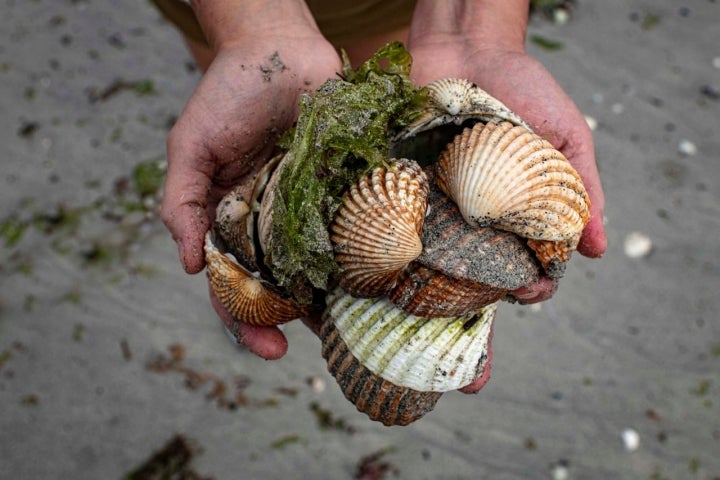 Conchas en la playa.