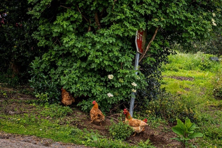 Tertulia de gallinas en libertad.