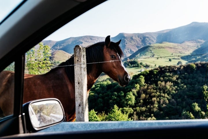 Caballo en el parque natural del Asón.