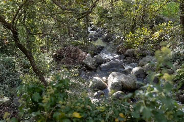 Castañar Piedralaves