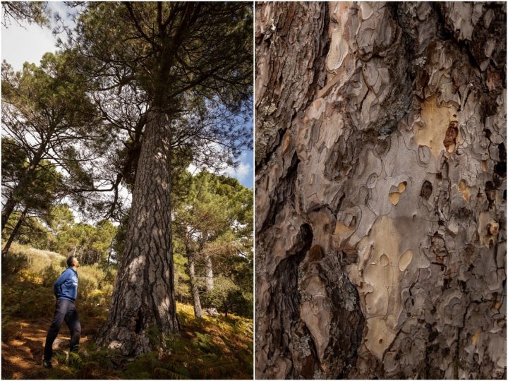 Castañar Piedralaves