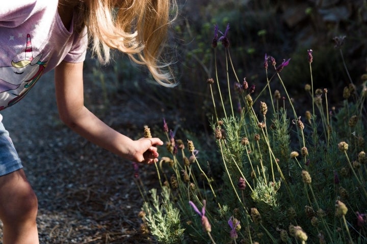 Flora Campo de Cariñena