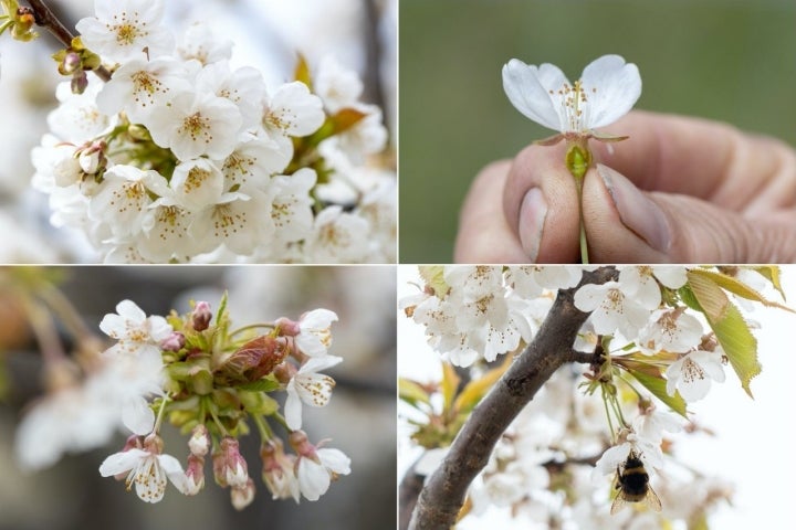 Cerezos en flor en el Valle del Tiétar (Sierra de Gredos, Ávila), Guía  Repsol