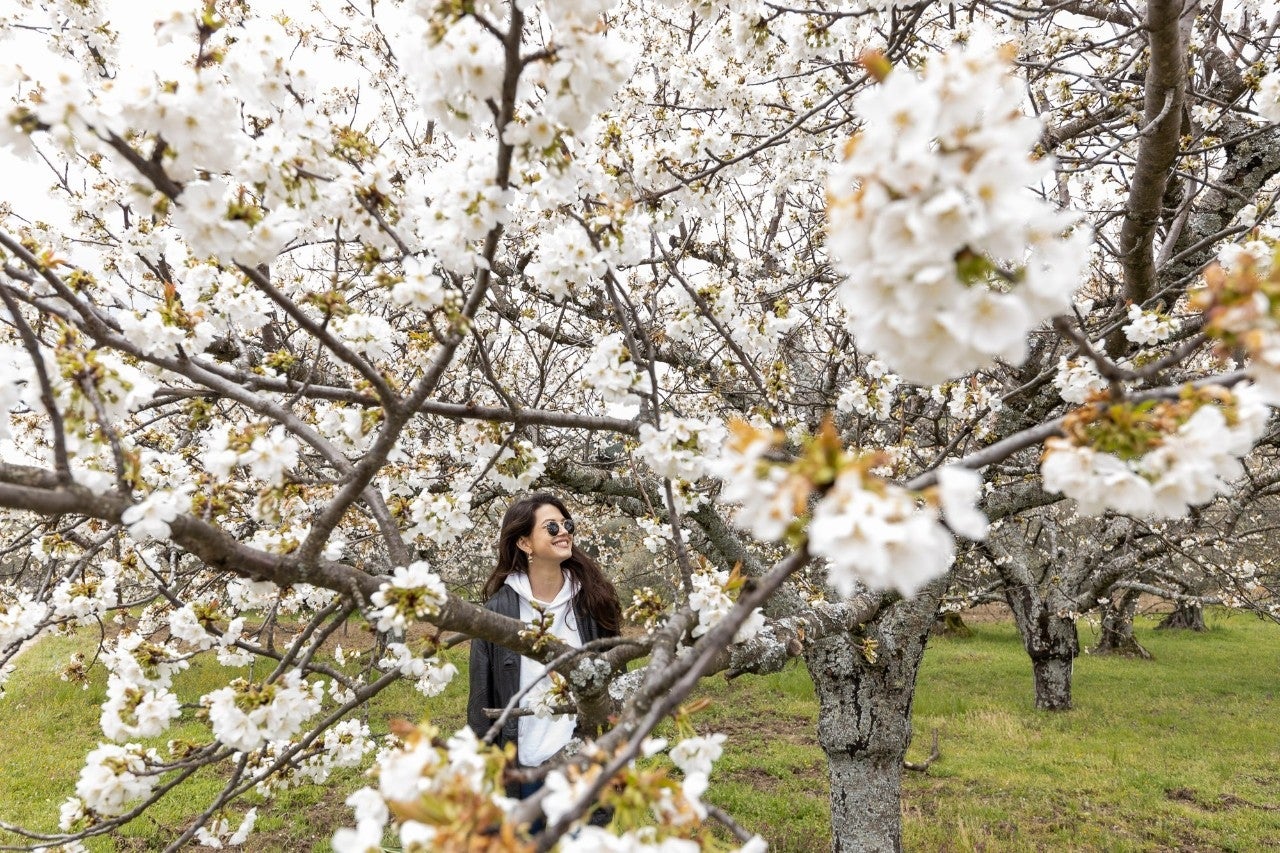 Cerezos en flor en el Valle del Tiétar (Sierra de Gredos, Ávila