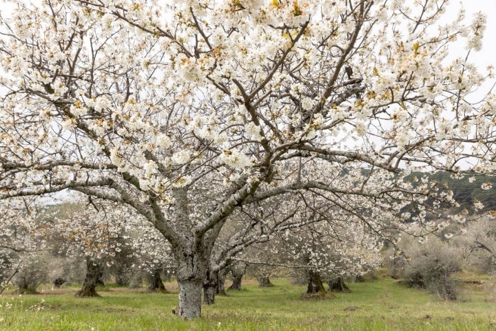 Cerezos Valle del Tietar