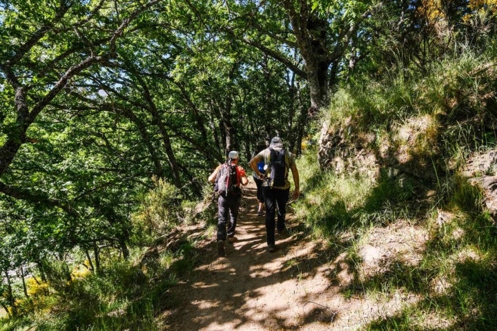 Dos hombres caminan al inicio del recorrido por una sendero protegido por la sombra de los árboles.