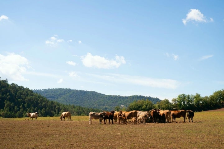 Ganado de reses en las afueras de Castellterçol, en la comarca del Moianès (Barcelona).