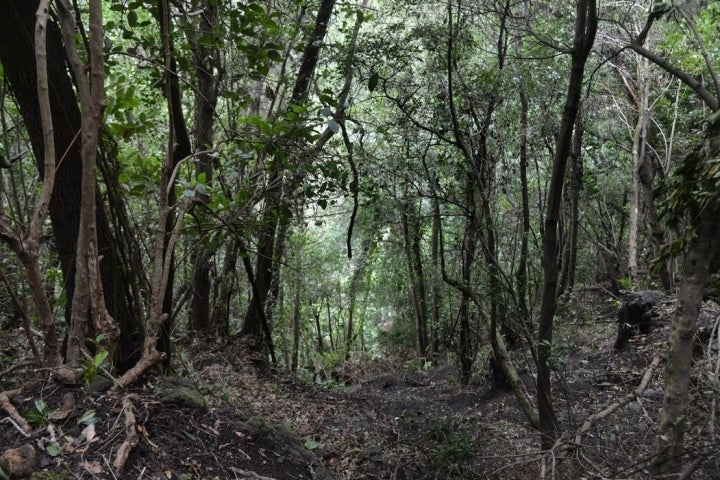 Cubo Galga Parque Nieves