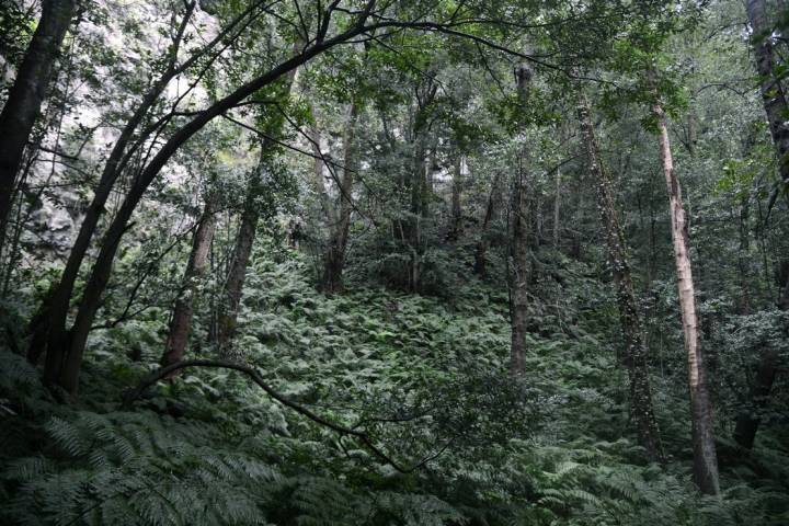 Bosque La Palma