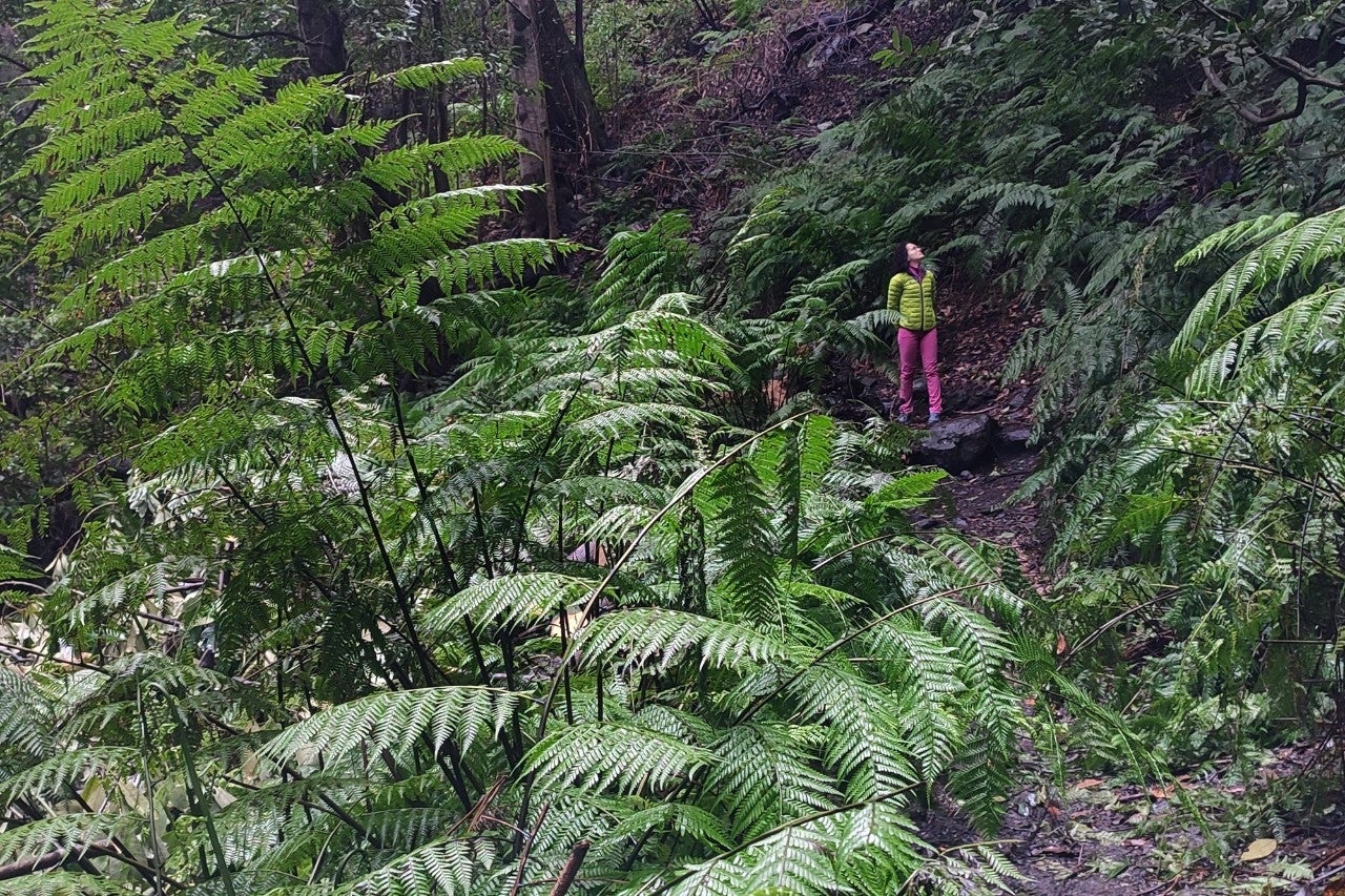 Recorrer la ruta que transcurre por Cubo de la Galga acerca a los turistas al bosque de la Era Terciaria.