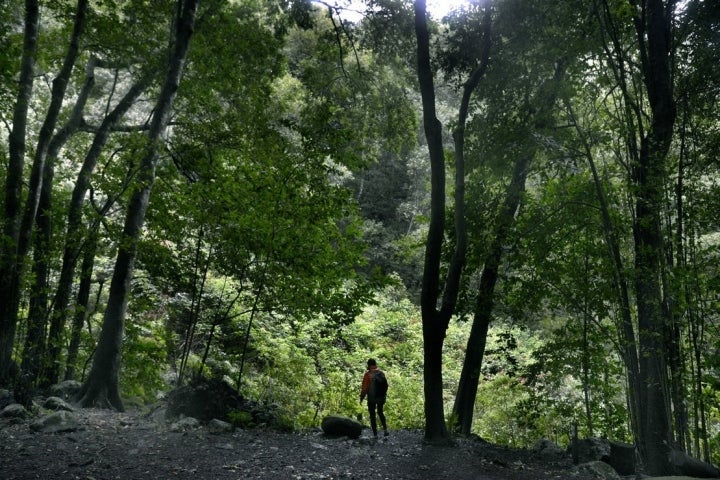 Las Nieves La Palma