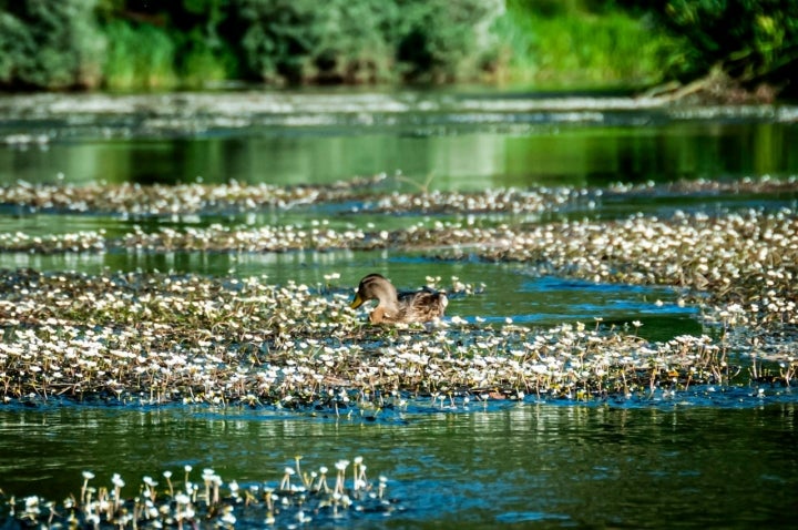 Los patos y margaritas amenizan la bajada. 