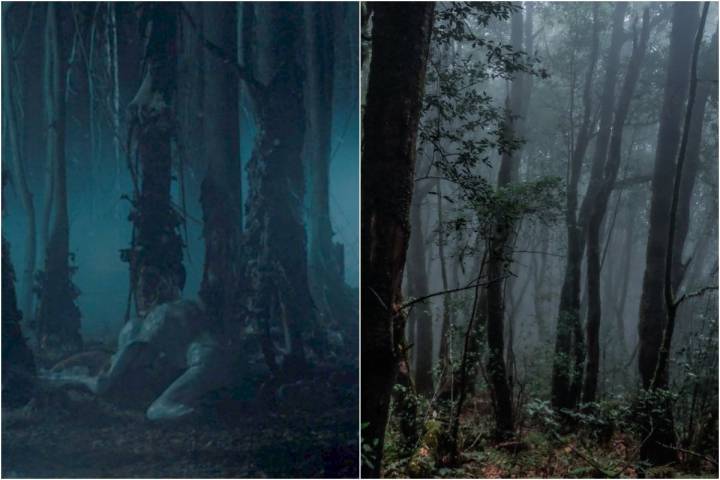 El bosque oscuro y tenebroso del Mundo al Revés. A la dcha, la laurisilva de la Gomera. Fotos: D.R / Hugo Palotto.