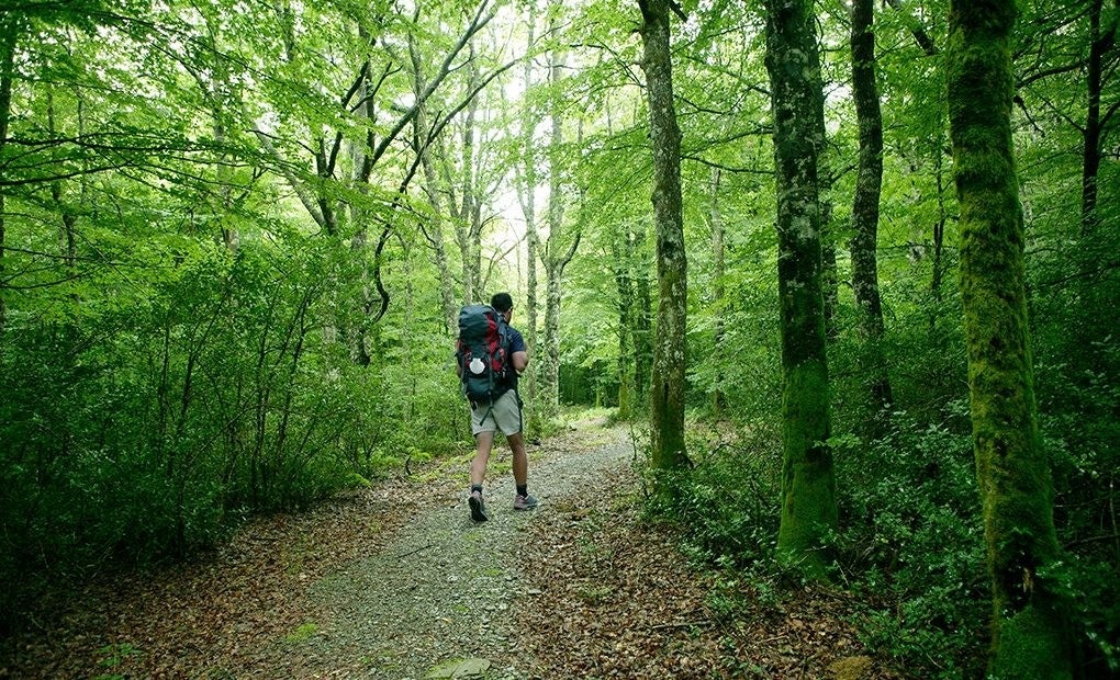 ¿Un paseo por el corazon de la Selva de Irati? Foto: Shutterstock.