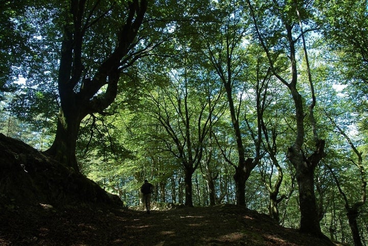 Sendero en el frondoso bosque de Irati. Fotos: Alfredo Merino y Marga Estebaranz.