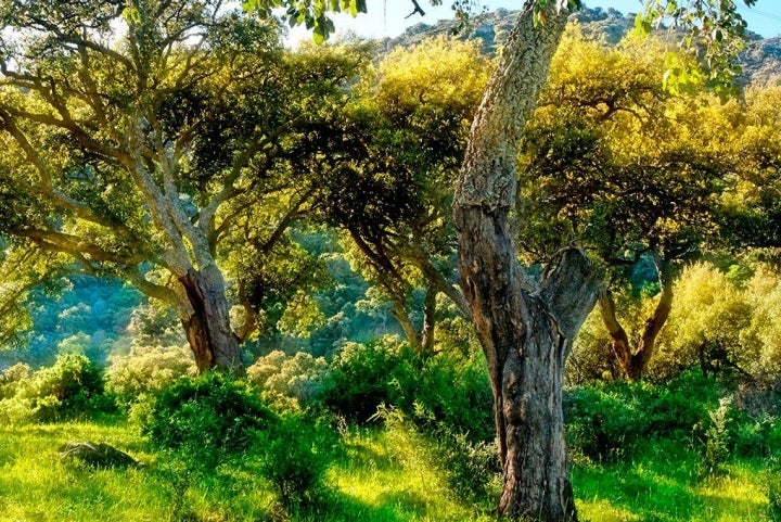 Aquí se encuentra el bosque más grande del mundo de alcornoques. Foto: Shutterstock.