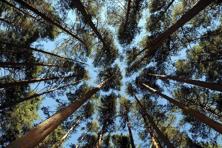 Los árboles del bosque de Valsaín mantienen las buenas temperaturas. Fotos: Alfredo Merino y Marga Estebaranz.