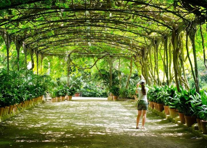 La Concepción Jardín Botánico Histórico de Málaga, pulmón verde. Foto: Shutterstock.