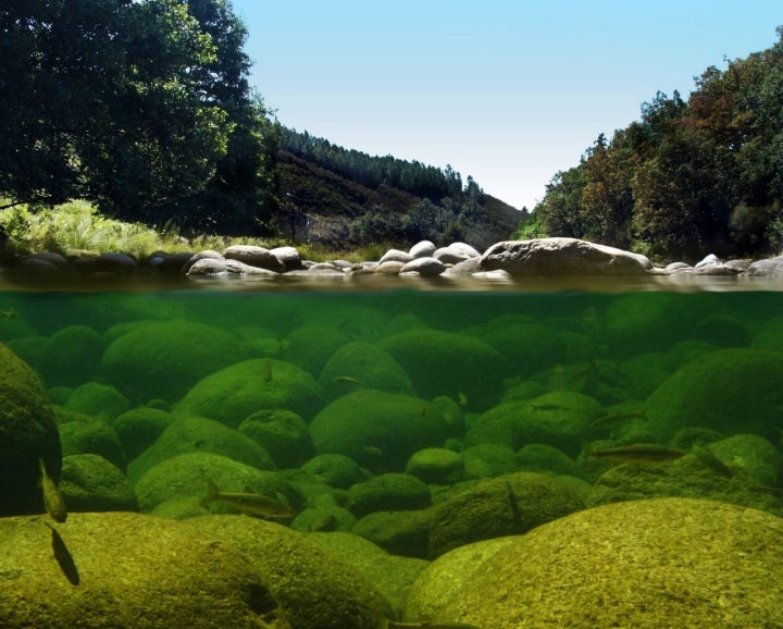 Los pececitos disfrutan del agua cristalina, en La Vera. Foto: Sergio Mestre.