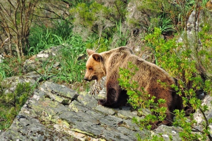 Oso cantábrico