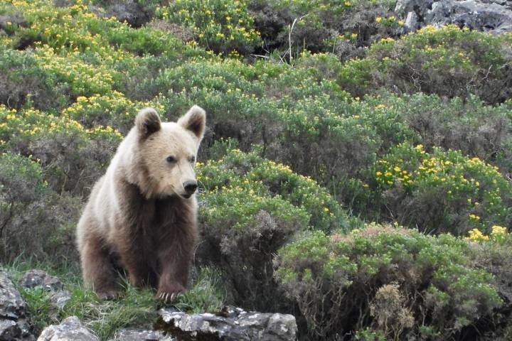 Los montes asturianos han acogido generaciones de osos pardos sin necesidad de reintroducción. Foto: FOP
