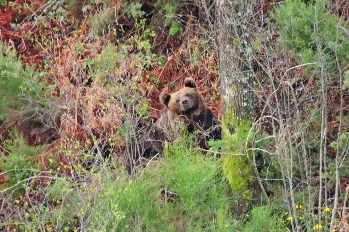 Oso Asturias