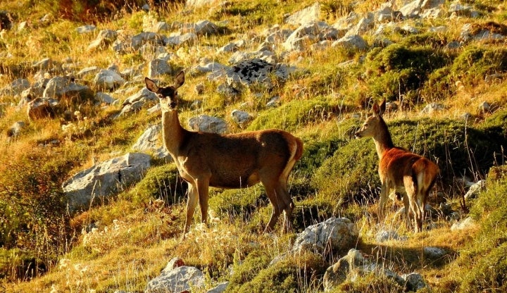 Una cierva con su cría en la colina. Foto: Alfonso Palazuelos.