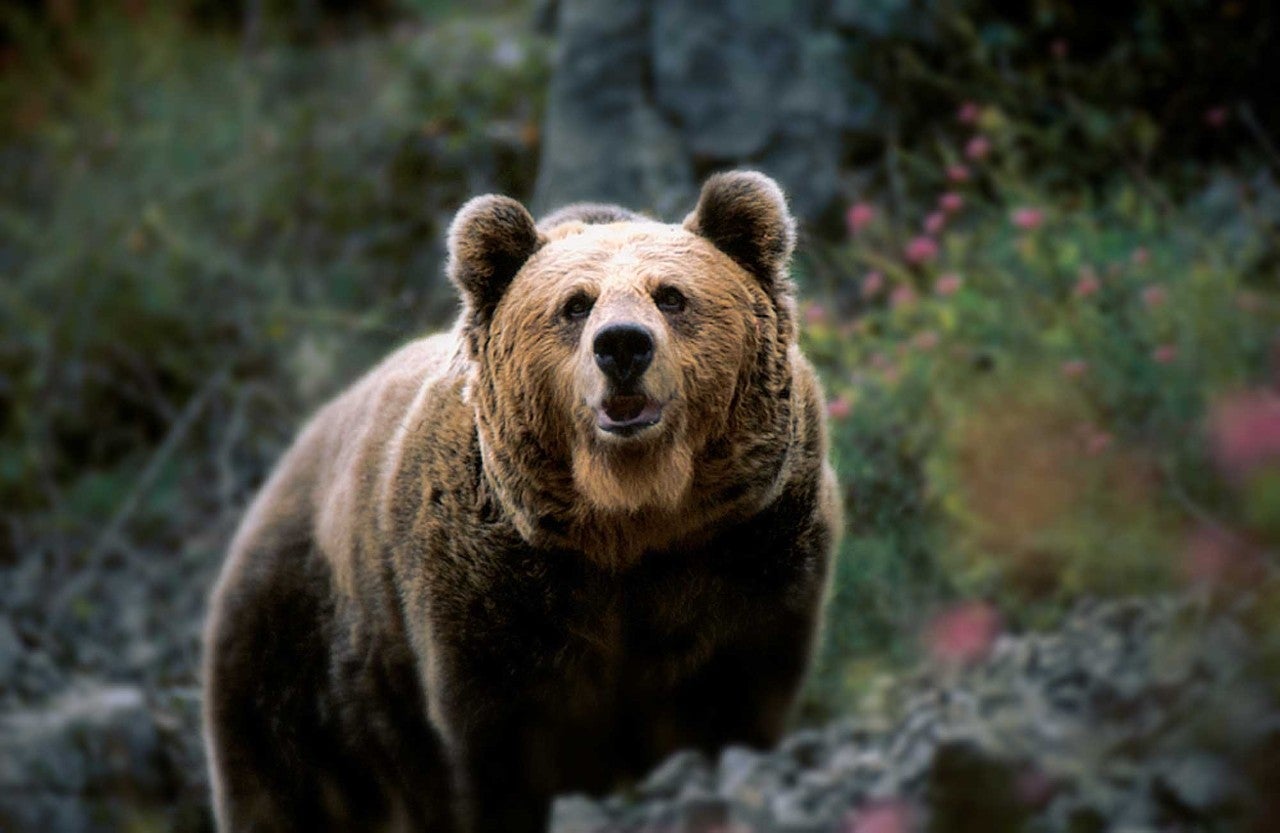 Si tienes suerte, puedes ver el oso pardo en su hábitat natural. Foto: Turismo de Cantabria.