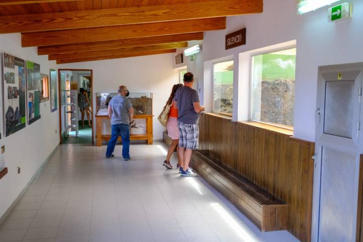 Varias personas visitan el centro de conservación del lagarto gigante.