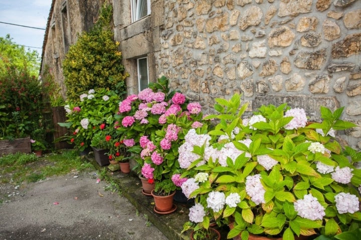 Hortensias en los jardines de Portillo