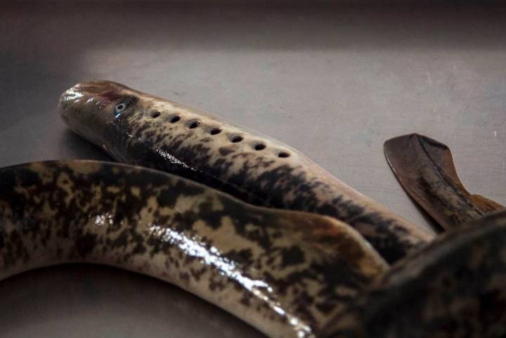 La lamprea pescada con artes tradicionales, una delicia que no deja indiferente.