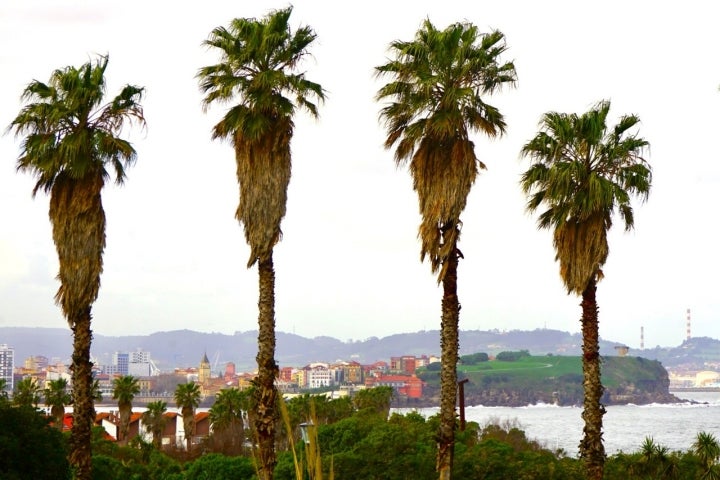 Palmeras en el Cantábrico. Vistas de Cimadevilla desde el parque del Rinconín.