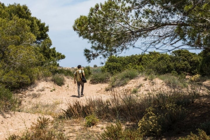 Un chico pasea entre los pinares y las dunas en El Saler (Parque Natural de La Albufera, Valencia).