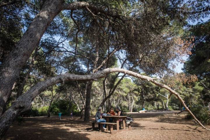 Un grupo reposa en una de las mesas de madera bajo la sombra de los árboles de La Dehesa de El Saler (Puerto Natural de La Albufera, Valencia).