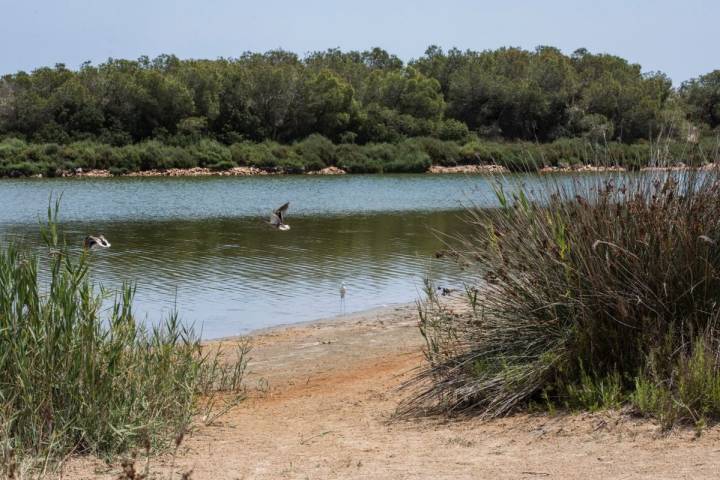 Las aves sobrevuelan y se posan en la orilla de la laguna de La Albufera (Parque Natural de La Albufera, Valencia).