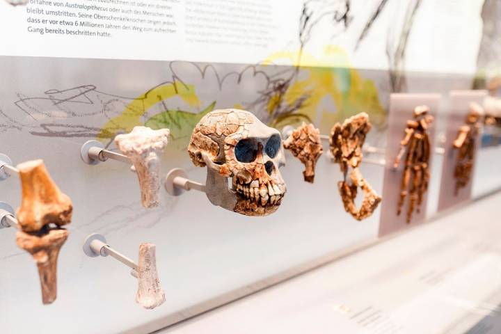 Museo de la Evolución Humana. Burgos. Shutterstock