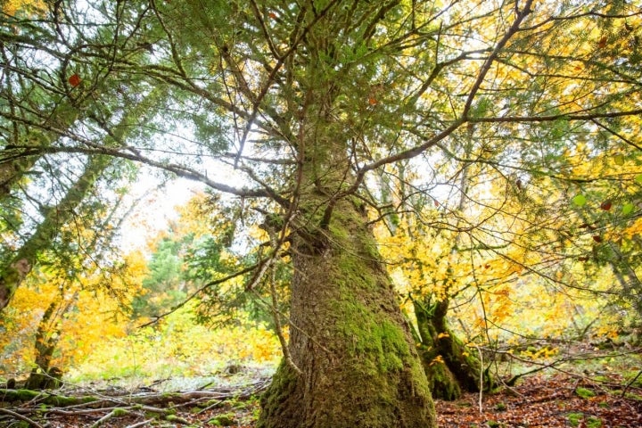 El bosque está lleno de magia.