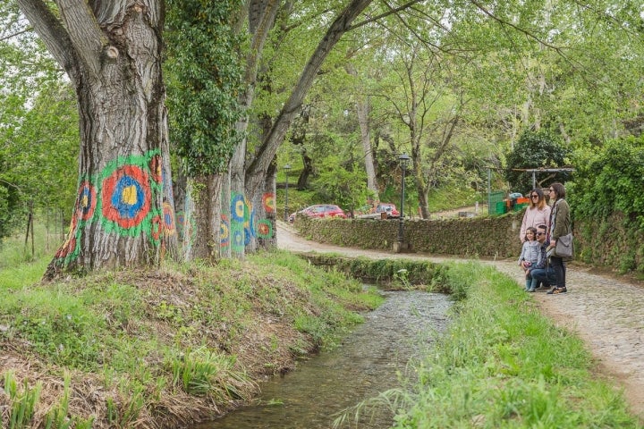 Linares de la Sierra- Bosque