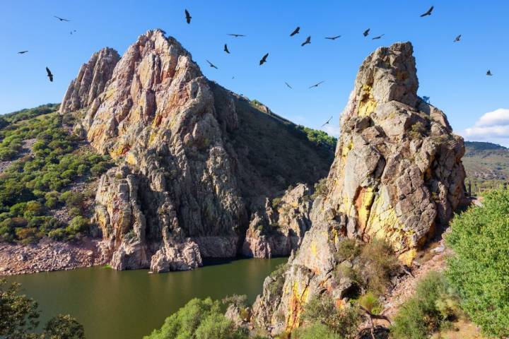 Los buitres, entre las aves más famosas de Monfragüe. Foto: Shutterstock.