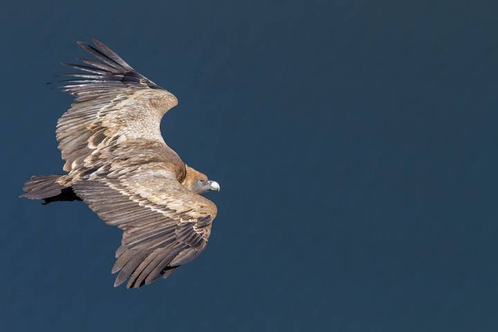 El avistamiento de aves es uno de los grandes atractivos del entorno. Foto: Shutterstock.