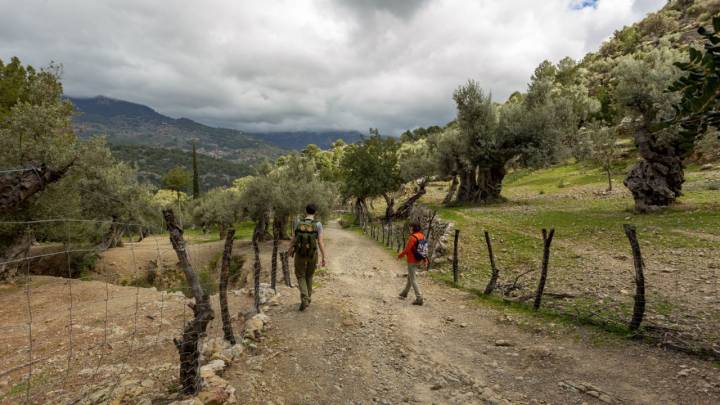 Los olivos crecen y se extienden por toda la sierra repleta de rutas para los amantes del senderismo. Foto: Shutterstock.