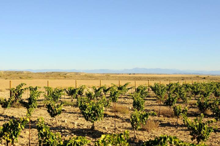 En el siglo XIX en Los Monegros había cerca de 6.000 hectáreas de viñedos.