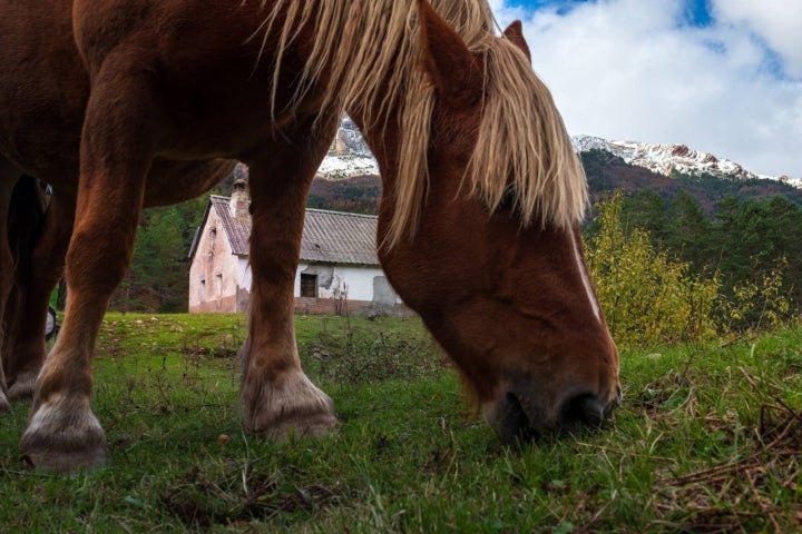 Si hay suerte, se puede topar con algún caballo pastando.