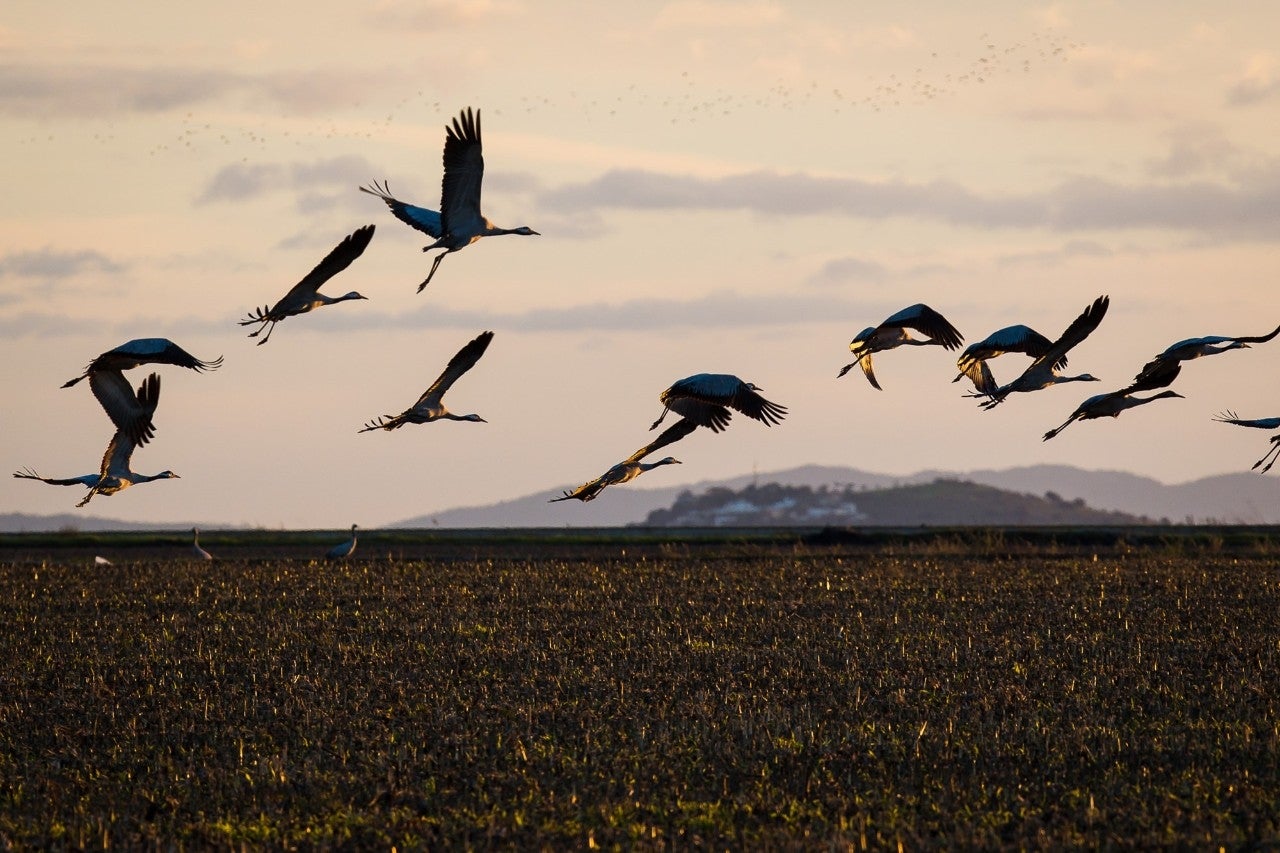 El avistamiento de grullas en Extremadura constituye una cita de carácter internacional.