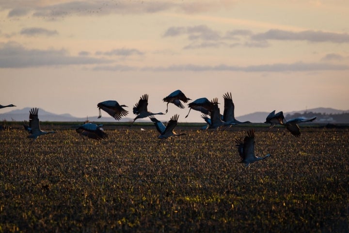 Si tienes cuidado y suerte, puedes avistar una bandada de grullas de cerca antes de que alcen el vuelo.