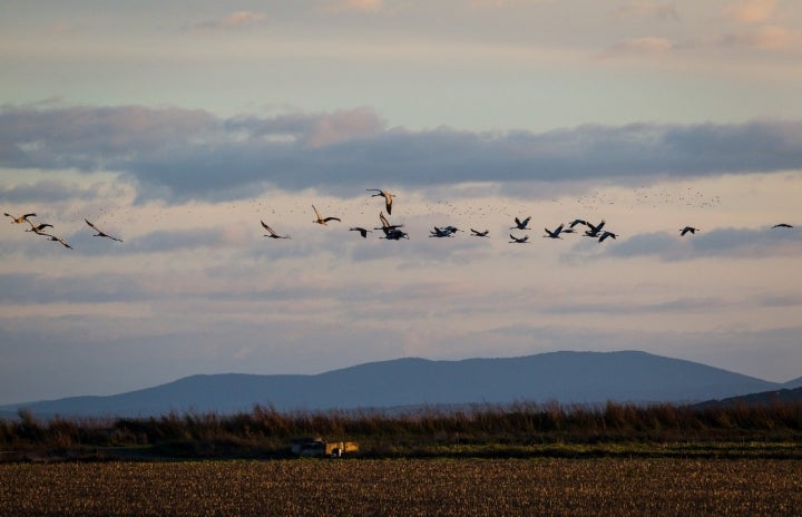 Alzar el vuelo y meterse en el agua son las principales técnicas de defensa de estos peculiares aves.