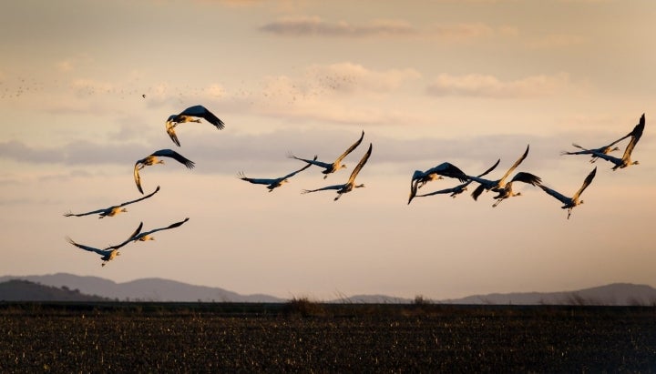 Las grullas recalan en Extremadura hasta el fin del invierno.