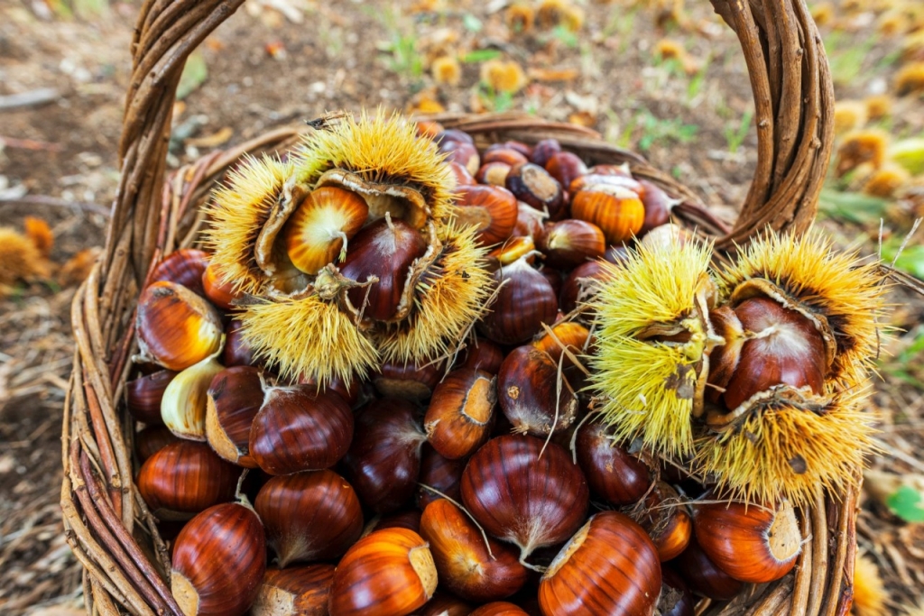 Planes para disfrutar de la reina indiscutible del bosque ibérico