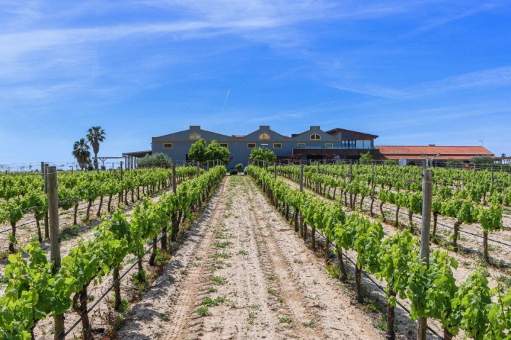 Bodega Filipe Palhoça Vinhos