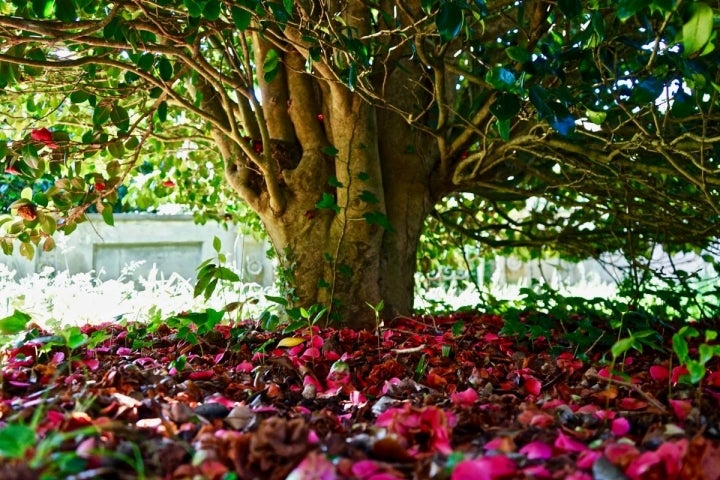 Una camelia en el parque de la Fonte Baixa, en Luarca (Asturias).